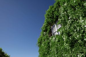 Unreal Engine Crazy Ivy – Procedural Ivy & Vine Generator Plug-in – Auto Grow Plants In Editor UE8266