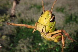 Unreal Engine – Animalia Meadow Grasshopper UE8520