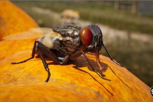 Unreal Engine – Animalia Housefly UE8539