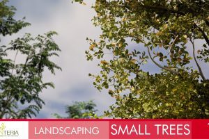 Unreal Engine – Landscaping Small Trees 1 UE8643