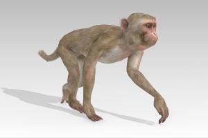Unreal Engine – Macaque UE8673