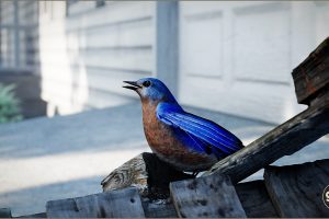 Unreal Engine – Animalia Bluebird UE8732