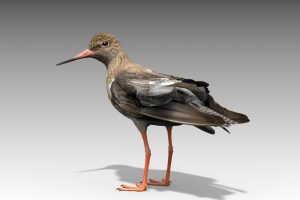 Unreal Engine – Redshank UE8140