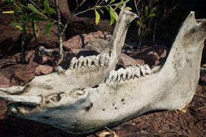 Unreal Engine – Dry Animal Bones Photoscan Vol 2 UE8412