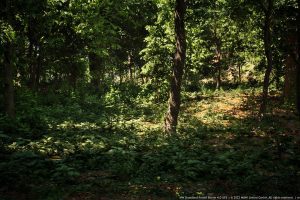 Unreal Engine – MW Broadleaf Trees Forest Biome UE8451
