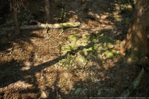 Unreal Engine – MW Conifer Trees Forest Biome UE8510