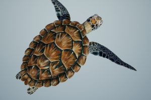 Unreal Engine – Sea Green Turtle UE8990