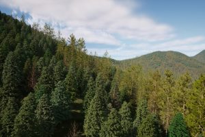 Unreal Engine – Nanite Trees UE9097