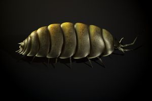 Unreal Engine – Woodlouse insect1 UE9217