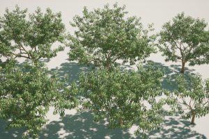 Unreal Engine – fruit tree V1 UE9475