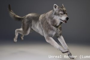 Unreal Engine – Animal Wolf Fur Groom UE8995
