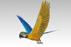 Unreal Engine – Blue and Yellow Macaw UE8999