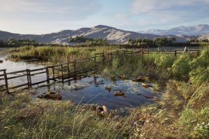 Unreal Engine – PCG Biome River Generator Interactive Foliage Tree Water Wind System UE9037