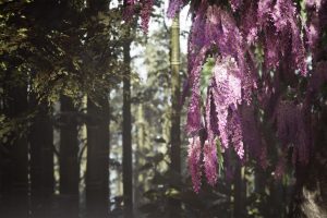 Unreal Engine – Japanese Plants 17 Assets UE8954