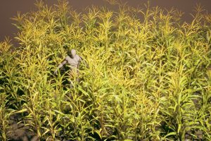 Unreal Engine – Foliage VOL 15 Corn Field Nanite and Low Poly UE9110
