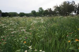 Unreal Engine – Flowers Pack UE9115