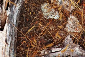 Environment Dry Grassland C5975