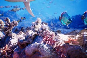 Unreal Engine – Ocean Floor Pack High Quality Environment UE10220