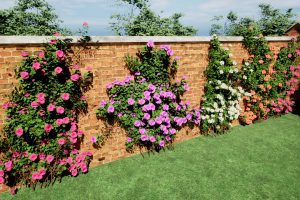 Unreal Engine – Climbing Rose Collection UE10568