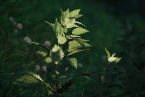 Unreal Engine – Stinging Nettle v1.3 Nanite Foliage UE10613