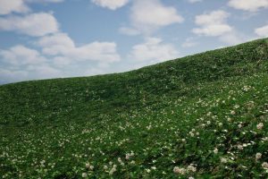 Unreal Engine – White Clover v1.1  Nanite Foliage UE10649