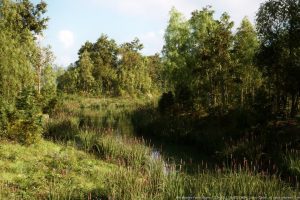 Unreal Engine – MW Meadow Forest Trees Biome UE10218
