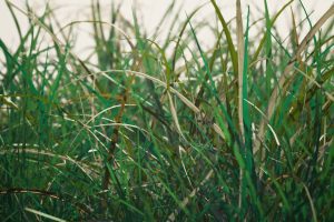 Unreal Engine – Wild Grass Kentucky Bluegrass UE10650