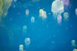 Unreal Engine – Jellyfish UE10147