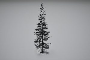 Unreal Engine – PSG Realistic Abies lasiocarpa UE10590