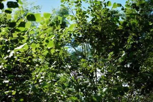 Unreal Engine – Common Hazel UE10478