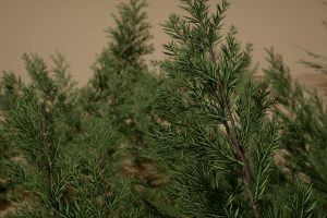 Unreal Engine – Foliage VOL 10 Yard Plants UE10469